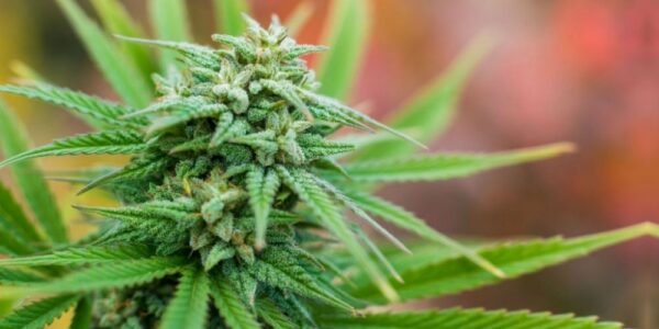 Indica vs Sativa vs Hybrid: Choosing the best for you | Chameleon