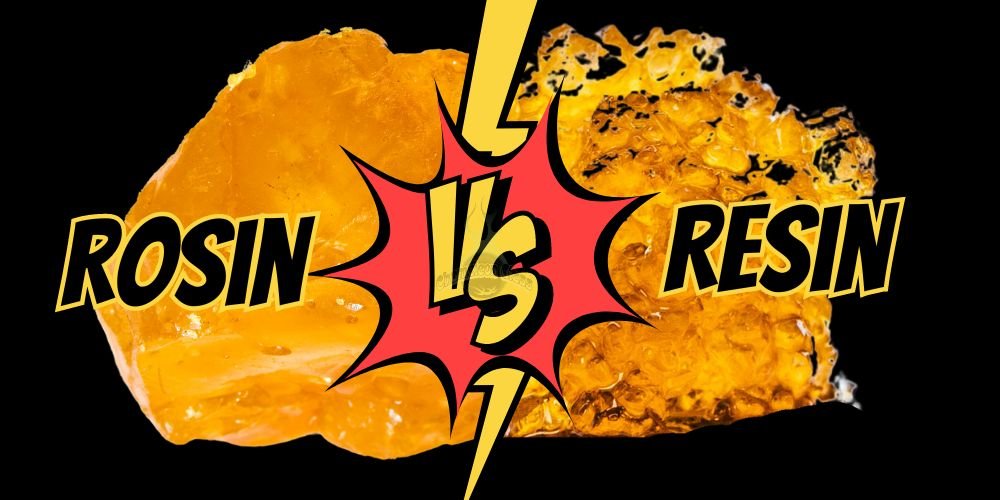 The Duel of Champions Rosin vs. Live Resin